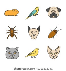 Pets color icons set. Cavy, budgerigar, pug, spider, Doberman pinscher, cockroach, canary, Canadian Sphynx, british cat. Isolated vector illustrations