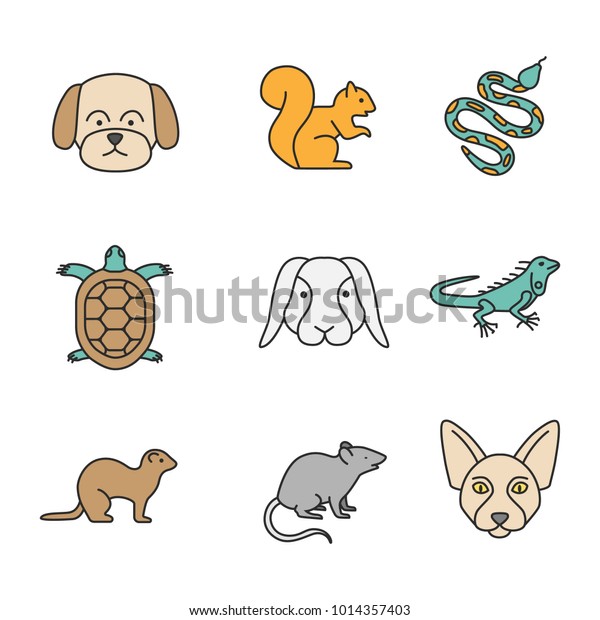ferret mouse