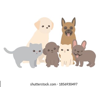 pets. dog and cat. looking at the camera. white background.