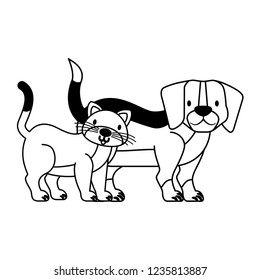 pets dog and cat on white background