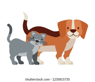 pets dog and cat on white background