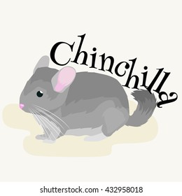 Pets, Gray chinchilla, domestic animals vector illustration white background