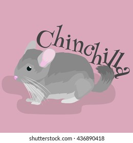 Pets, Gray chinchilla, domestic animals vector illustration white background