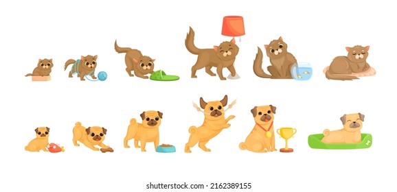 Pets growth stages. Little cat and dog characters, tenderness small animal, dogs and cats petting, love kitten, junior and elderly pet, cute cartoon exact vector illustration. Pets growth cycle