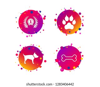 Pets icons. Cat paw with clutches sign. Winner laurel wreath and medal symbol. Pets food. Gradient circle buttons with icons. Random dots design. Vector