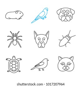 Pets linear icons set. Cavy, budgerigar, pug, spider, doberman pinscher, cockroach, tortoise, canary, British cat. Thin line contour symbols. Isolated vector outline illustrations