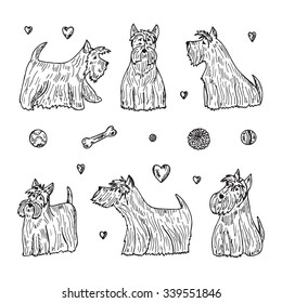 Pets. Vector Set of Dogs. Hand Drawn Doodles Scottish Terriers. 