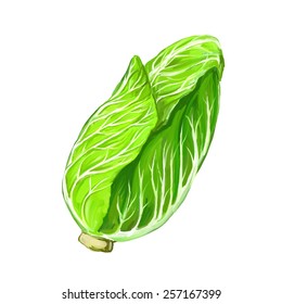 pe-tsai vector illustration  hand drawn  painted watercolor