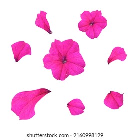 Petunia flower, crimson. Hyper realistic vector illustration. Pink petals, realistic vector elements for design. Floristry, decorative element.