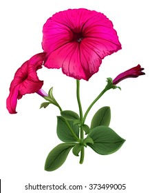 Petunia Flower Isolated On White Background , Vector