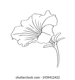 Petunia flower on a white background. Hand drawing with lines. Vector isolated illustration for decoration.