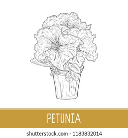 Petunia. Flower. Pot. Flowerpot. Sketch. Monochrome.