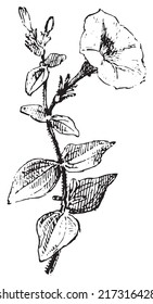 Petunia flower vintage engraved illustration. Dictionary of words and things - Larive and Fleury - 1895.