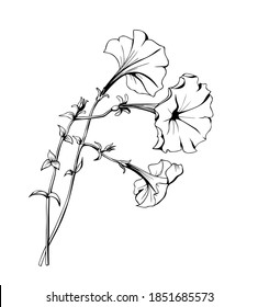 Petunia flowers. Black and white isolated vector drawing for design, greeting cards, invitations.