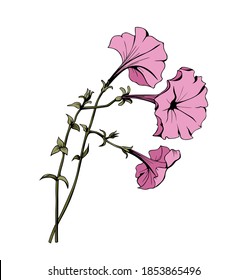 Petunia Flowers Isolated Vector Drawing