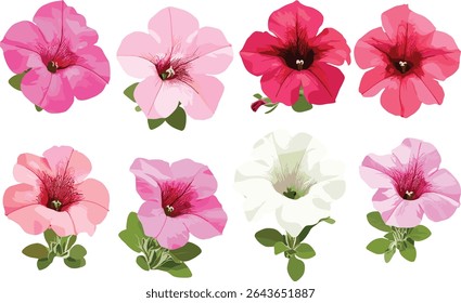 Petúnia hibrida jardim petúnia floração conjunto vista frontal isolado, clipart botânico, planta ornamental florescente, primavera floral vetor ilustração.