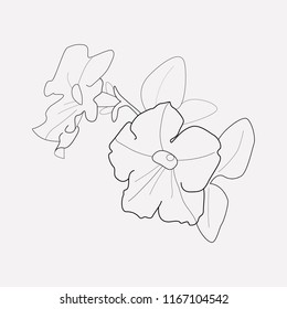 Petunia icon line element. Vector illustration of petunia icon line isolated on clean background for your web mobile app logo design.