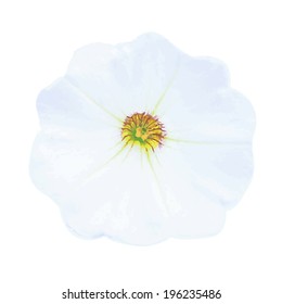 Petunia, Isolated On White Background, Vector Illustration
