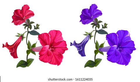 Petunia pink and purple color on white background vector illustration