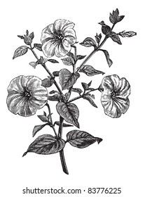 Petunia or Petunia sp., vintage engraved illustration. Trousset encyclopedia (1886 - 1891).