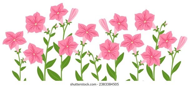 Petunia, flores de dibujo vectorial en fondo blanco, ilustración botánica dibujada a mano