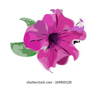 Petunia. Vector illustration.