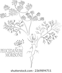 Peucedanum morisonii leafs, seeds, root vector contour. Peucedanum morisonii Besser plant outline. Set of medicinal Peucedanum morisonii in Line for pharmaceuticals. Contour drawing of medicinal herbs