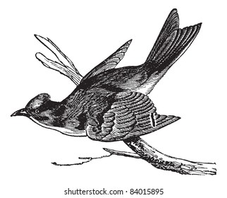 Pewee (Sayornis fuscus), vintage engraved illustration. Pewee perched on tree branch. Trousset encyclopedia (1886 - 1891).