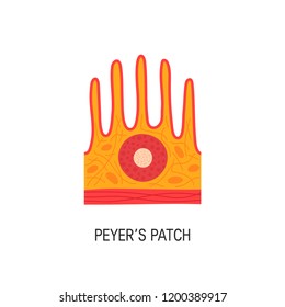 Peyer's patch vector illustration. Simple icon in flat style