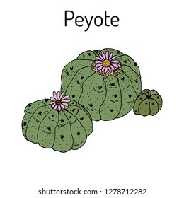 Peyote (Lophophora williamsii), medicinal plant. Hand drawn botanical vector illustration
