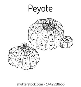 Peyote (Lophophora williamsii), medicinal plant. Hand drawn botanical vector illustration