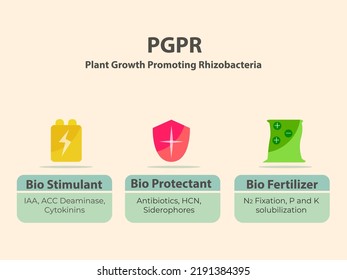 PGPR function for soil, the role and working principle of PGPR Plant Gowth Promoting Rhizobacteria