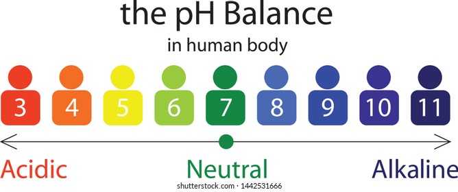 The PH Balance Scale Chart In A Human Body Vector Illustration Infographics