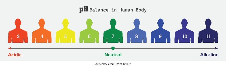 The PH balance scale chart in a human body, showing sickness and health in human body, pH level Balance, vector illustration infographics,