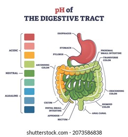 PH Of Digestive Tract With Acidic, Neutral Or Alkaline Colors Outline Diagram. Labeled Educational Gastronomical Organs Acid Concentration Comparison With Anatomical Structure Vector Illustration.