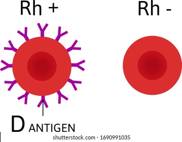 Ph Factor. Blood Cells With Antigen D And Without It. Rh Positive And Rh Negative Blood. Simple Vector Illustration About Rhesus Factor.