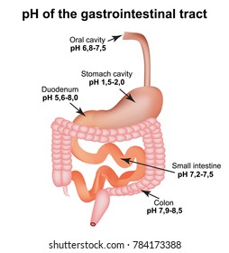 PH Of The Gastrointestinal Tract. Esophagus, Stomach, Duodenum, Small Intestine, Colon. Digestion. Infographics. Vector Illustration On Isolated Background.