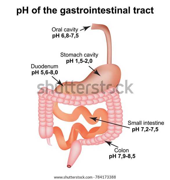消化管のph 食道胃十二指腸小腸結腸 消化 インフォグラフィックス 分離型背景にベクターイラスト のベクター画像素材 ロイヤリティフリー