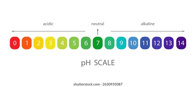 PH Scale. Acidic and alkaline measure. Scale indicator for litmus paper test. Vector illustration isolated on white background.