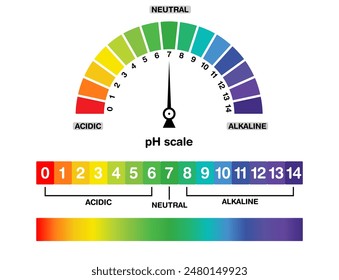 Valor del diagrama del indicador de escala de Ph, tira de gradiente colorida, alcalina, neutra, solución ácida, icono de Ph, para profesores de química, químico, demostración, informativo, educativo