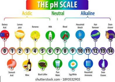 The pH Scale diagram on white background illustration