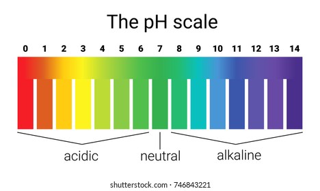 Ph Scale Infographic Acidbase Balance Scale Stock Vector (Royalty Free ...