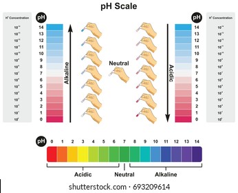 pH Scale infographic diagram showing values and concentrations with experiment example result in acidic neutral or alkaline for science education