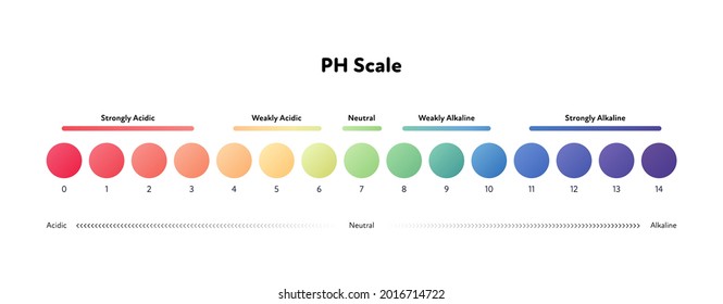 Ph scale infographic. Vector flat healthcare illustration. Color meter with number and text from strongle acidic to alkaline. Design for pharmacy, health care, cosmetology