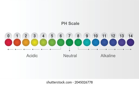 Ph Scale Value Chart Acid Alkaline Stock Vector (royalty Free 