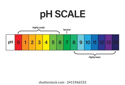 pH SCALE. pH scale Vector scientific graph. pH scale indicator chart diagram with arrow. Acid and alkaline solutions. acid-base balance infographic. A pH scale on a white background. 