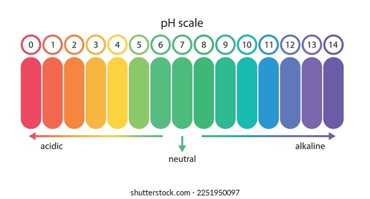 gráfico de escala de valor de pH para la solución ácido-alcalina. Infografía de balance ácido-base aislada sobre fondo blanco. Indicador de concentración de iones de hidrógeno en solución. Ilustración vectorial.