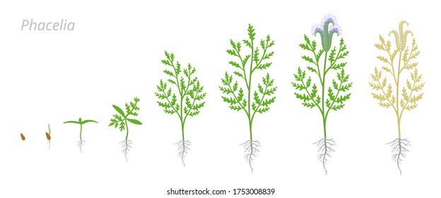 Phacelia growth stages. Hydrophyllaceae, scorpionweed heliotrope. Cultivated as garden and honey plants. Ripening period vector infographic.