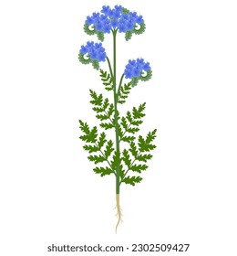 Phacelia plant with flowers and roots on a white background.