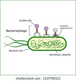 Phage therapy (PT) is also called bacteriophage therapy. It uses viruses to treat bacterial infections. Bacterial viruses are called phages or bacteriophages vector.